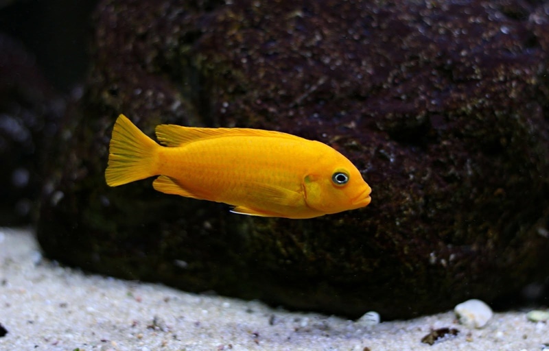 Maylandia sp. 'msobo' Magunga